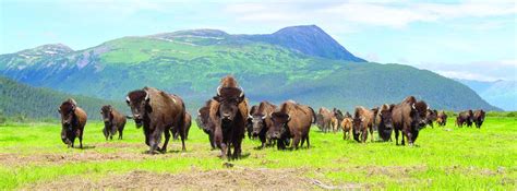 Critter Corner: Wood Bison will roam Alaska again | Outdoors | newsminer.com