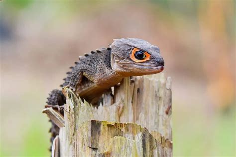 25 Best Pet Lizards You Need To See (Beginner-Friendly)