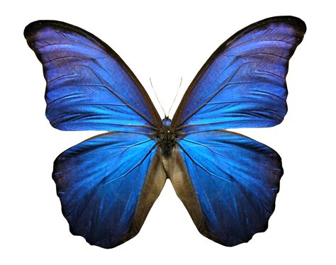 Butterflies Png