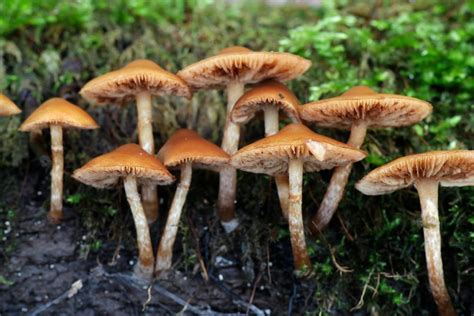 10 Mushrooms that Grow on Dead Trees in Georgia (2023 Guide) - The Gardening Dad