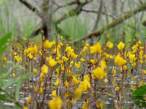 Should We Be Calling Aquatic Bladderworts Omnivores Instead of Carnivores? — In Defense of Plants