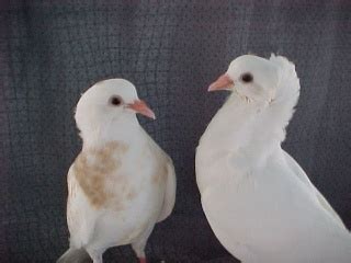 Baby Pigeon Photos (Weekly growth comparison, newborn to 4 weeks)