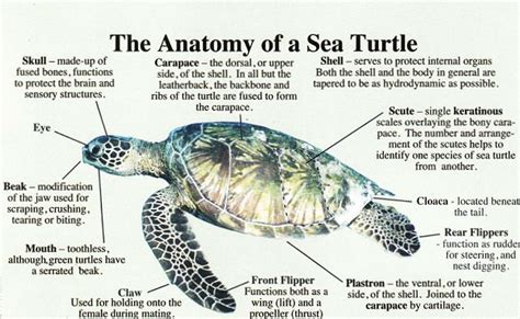 Image result for sea turtle tail pictures | Turtle, Sea turtle, Sea turtle images