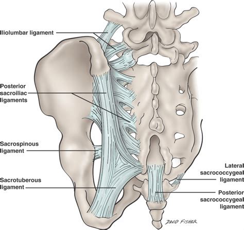 Sacrococcygeal Joint