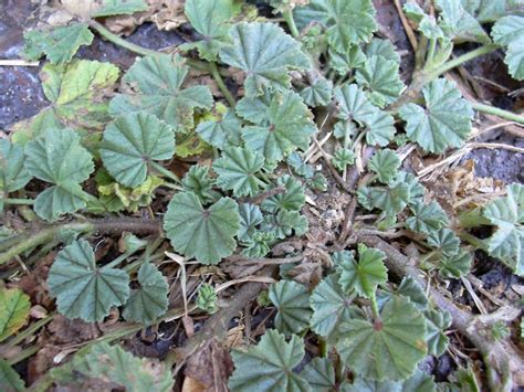 Malva parviflora - UF/IFAS Assessment - University of Florida, Institute of Food and ...