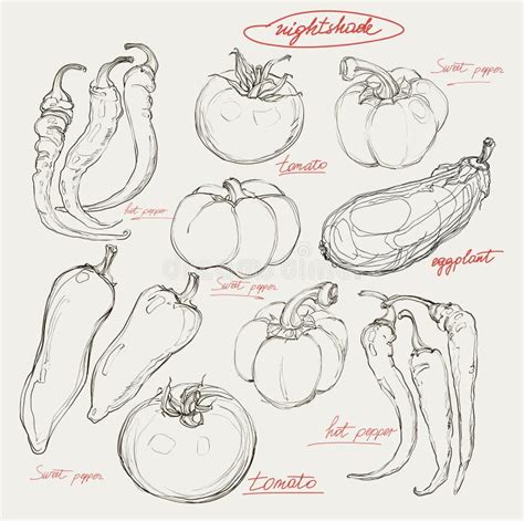 Realistic Hand Drawing Set of Vegetables Stock Illustration ...