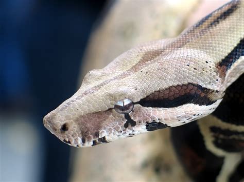 Free Boa Constrictor Stock Photo - FreeImages.com