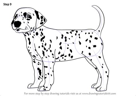 How to Draw a Dalmatian Dog (Dogs) Step by Step | DrawingTutorials101.com