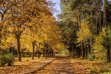 Premium Photo | Bench in autumn park. autumn landscape