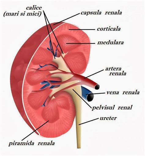 Sistemul renal | Medical knowledge, Medical anatomy, Medical