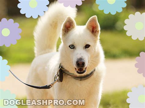 All White Husky: Complete Guide - Dog Leash Pro