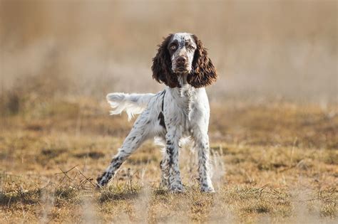 How to Train an English Springer Spaniel - Alaska Dog Works