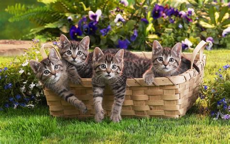 Four silver tabby kittens in basket HD wallpaper | Wallpaper Flare