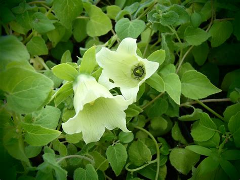 Raritäten Gärtnerei - Garten Jan - Chinesische Glockenwinde ...