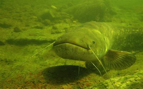 Wels catfish monitoring | CAE MAB network