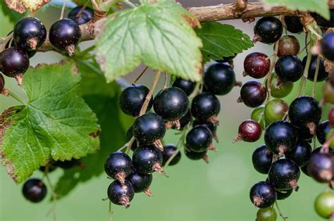 Black Currant Cultivation - Varieties, and Planting | Agri Farming