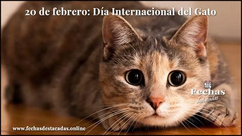 Día Internacional del Gato 2024 - Fechas Destacadas Online