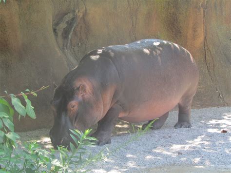 Heck Of A Bunch: St. Louis Zoo Animals