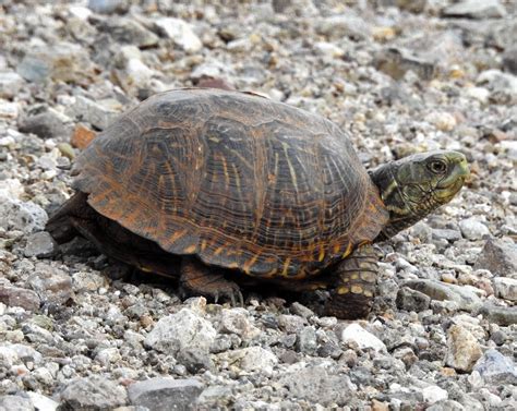 Western Box turtle (Terrapene ornata)(1) Box Turtle, Sonoran Desert, Arachnids, Tortoises, Bird ...