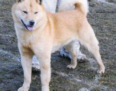 Hokkaido Dog Info, Temperament, Puppies, Pictures