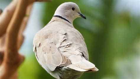 Birdwatching: Eurasian Collared Dove Call - Bird Sounds - 4K Video ...