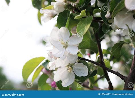 Flowering Apple Tree with Bright White Flowers Stock Image - Image of bloom, green: 100461211