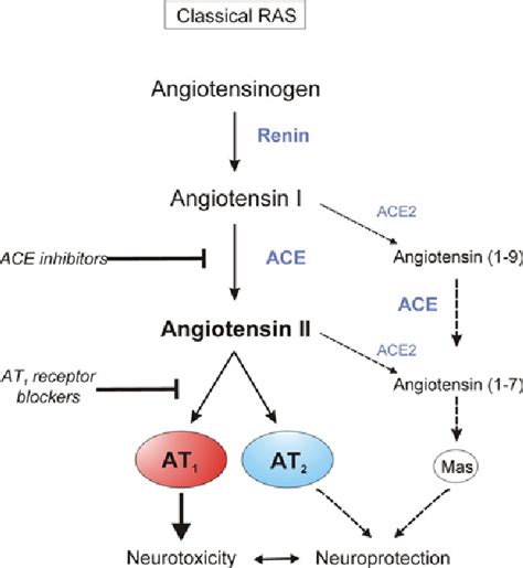 [PDF] Angiotensin II AT(1) receptor blockers as treatments for inflammatory brain disorders ...