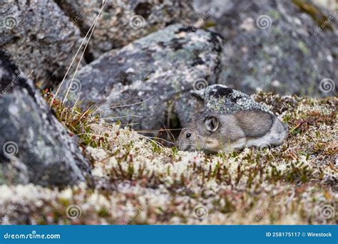 Beautiful View of American Pika (Ochotona Princeps) among Stones in Its Habitat Stock Image ...