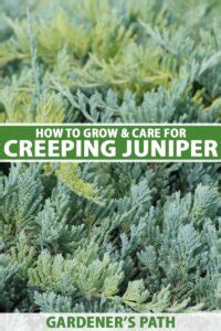 How to Grow and Care for Creeping Juniper | Gardener’s Path