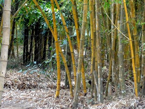 Nisargadhama Bamboo Forest, Coorg - Coorg Photos