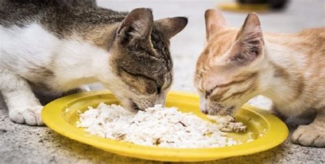 Apakah Aman Memberi Makanan Sisa Manusia untuk Kucing? - Diskusi Kesehatan Hewan - Dictio Community