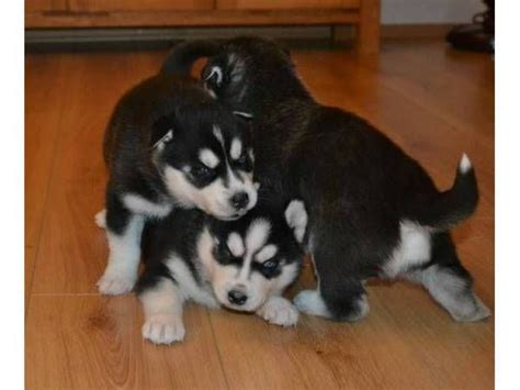 Sakhalin Husky Puppies For Sale | Lewes, DE #201711