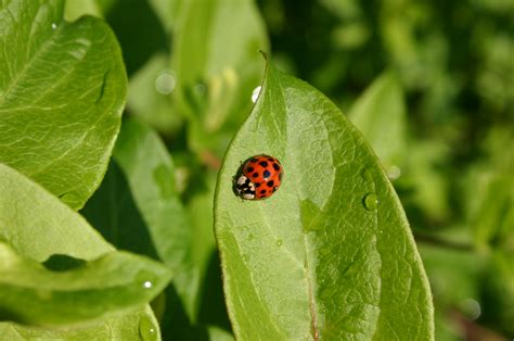 Lady Beetle (Lady Bug) – Identification with Pictures | Walter Reeves ...