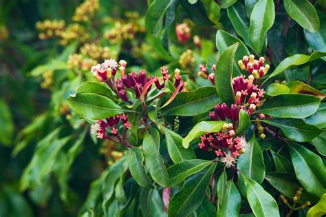 Cómo cultivar clavo de olor en maceta - Cultiva Futuro