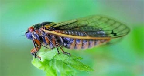 Missouri is buzzing with sound of rare double brood of cicadas - Metro Voice News