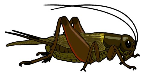 Insect Cricket Clipart | Cricket insect, Insect clipart, Clip art