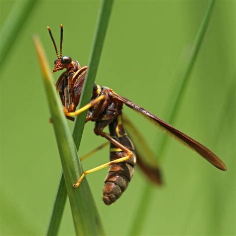 Pin on Neuroptera