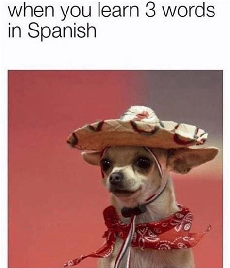 Funny Chihuahua Memes In Spanish - Pets Lovers