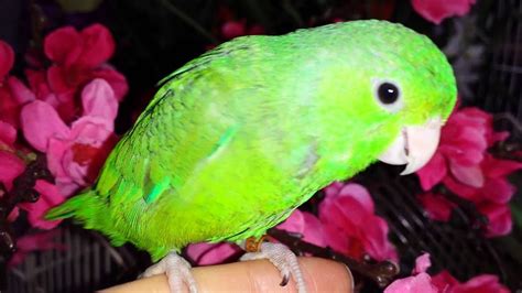 Baby green rumped male parrotlet - YouTube