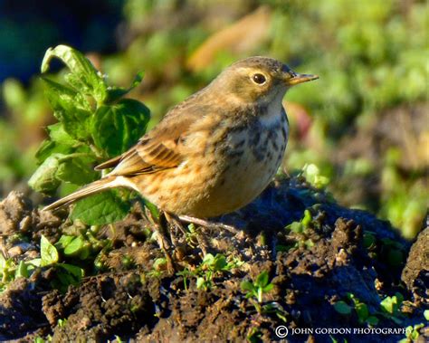 John Gordon/Listening to Birds: Fraser Valley Birding