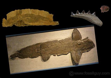 Fossilguy.com: Prehistoric Sharks - Shark Origins and Evolution