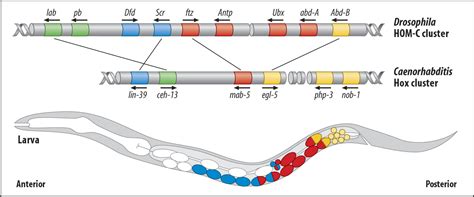 Caenorhabditis elegans genes