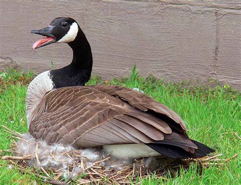 Canada Goose | Canadian Geese Hunting