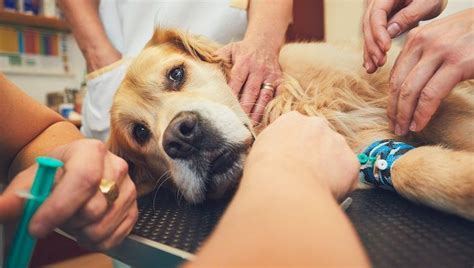 Autoimmune Disease In Dogs: Types, Symptoms, & Treatments - DogTime | Pet emergency, Animal ...