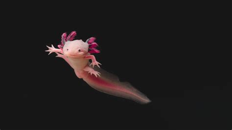 All About Axolotls | Everything You Need to Know | Axolotl Planet Blog