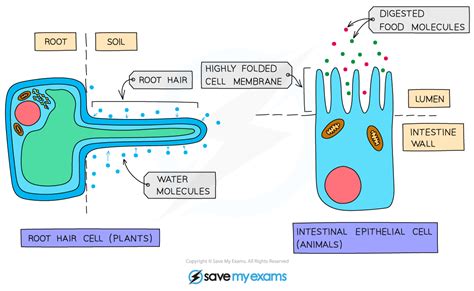 Edexcel IGCSE Biology: Double Science 复习笔记 2.4.1 Diffusion