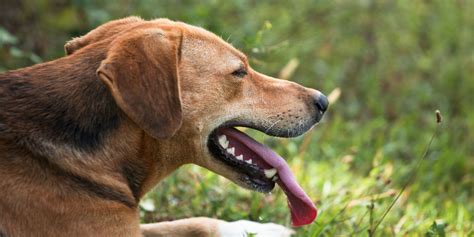 Dog Breathing Fast – Causes, Risks, Prevention & Solutions