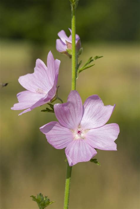 A simple guide to the wildflowers of Britain - Country Life | Mallow flower, Flower illustration ...