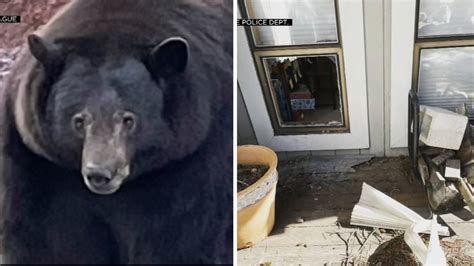 'Hank the Tank,' the 500-pound bear burglar, strikes another Lake Tahoe ...