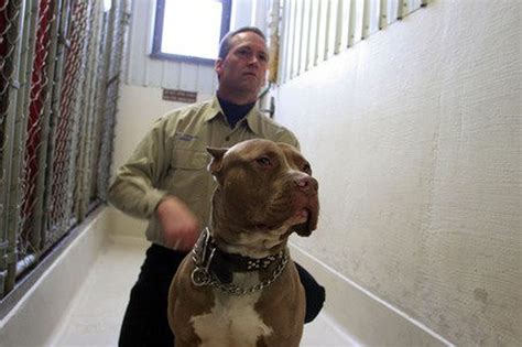 Kalamazoo infant's death in pit-bull attack spurs debate on whether the dogs are good pets or ...